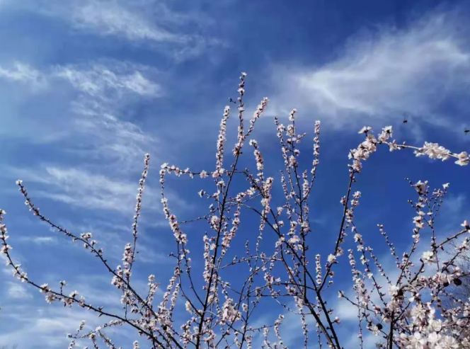 整治恶霸